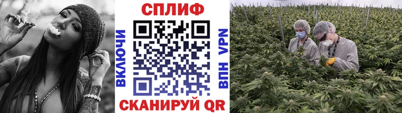 Бошки Шишки конопля  Аргун 